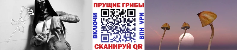 Псилоцибиновые грибы мицелий цена наркотик кракен зеркало Керчь
